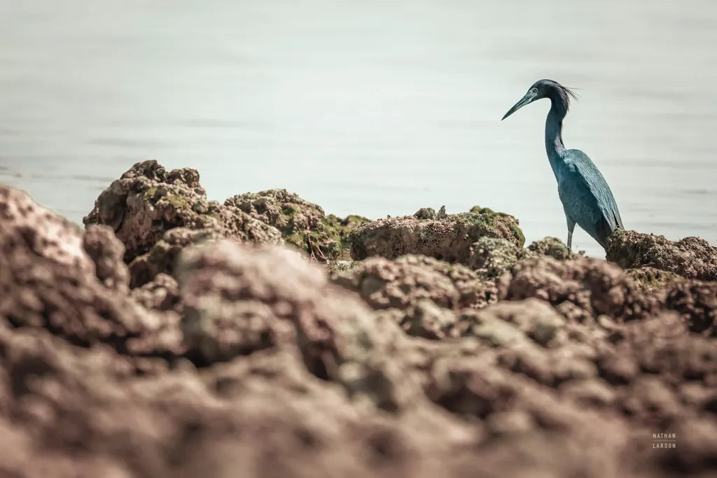 Little Blue Heron Hunting by Nathan Larson. SKU 97885i. Archival Giclee Fine art print for wall decor.