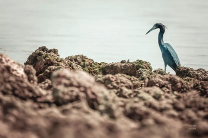 Little Blue Heron Hunting by Nathan Larson. SKU 97885i. Archival Giclee Fine art print for wall decor.