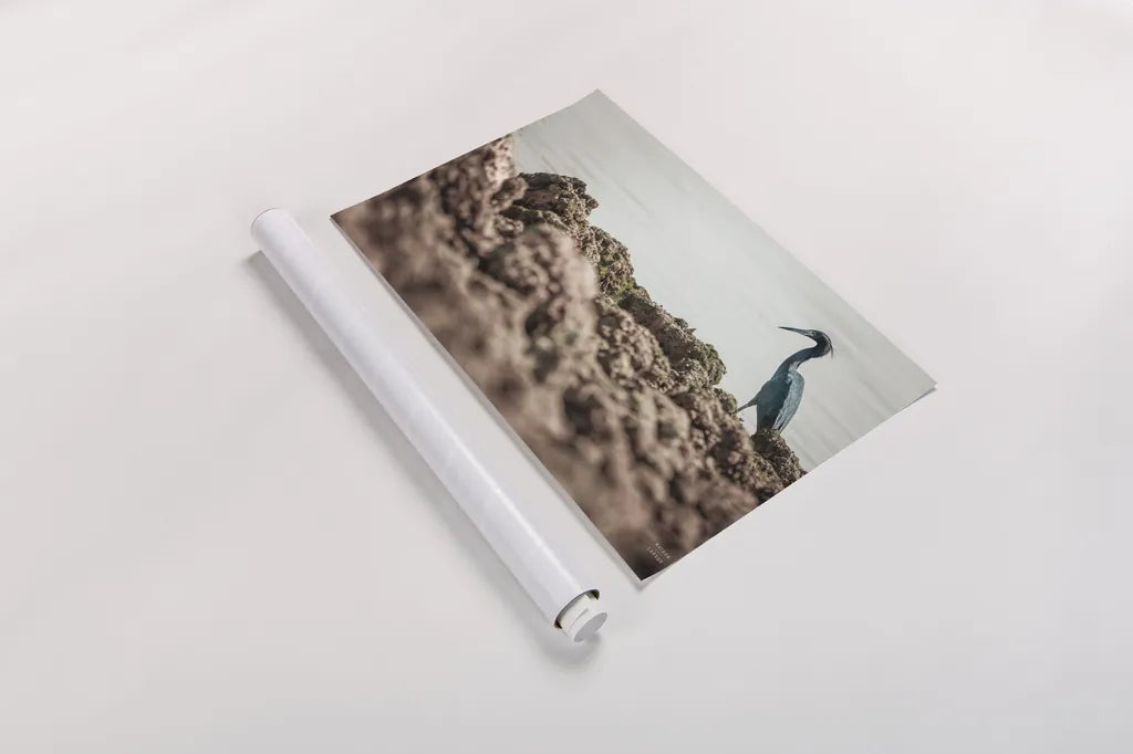 Little Blue Heron Hunting by Nathan Larson. shown as a rolled paper print. Available as archival giclee rolled canvas, fine art paper, or poster print. SKU 97885i.