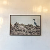 Little Blue Heron Hunting by Nathan Larson. shown as a paper print in a black flame. Available as a archival giclee rolled canvas, fine art paper, or poster print. SKU 97885i.