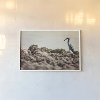 Little Blue Heron Hunting by Nathan Larson. shown as a paper print in a white frame. Available as a archival giclee rolled canvas, fine art paper, or poster print. SKU 97885i.