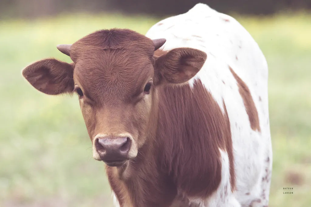 Little Longhorn by Nathan Larson. SKU 92466i. Archival Giclee Fine art print for wall decor.