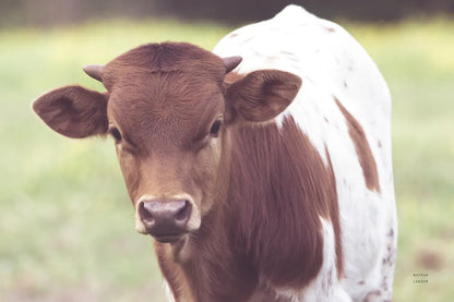 Little Longhorn by Nathan Larson. SKU 92466i. Archival Giclee Fine art print for wall decor.