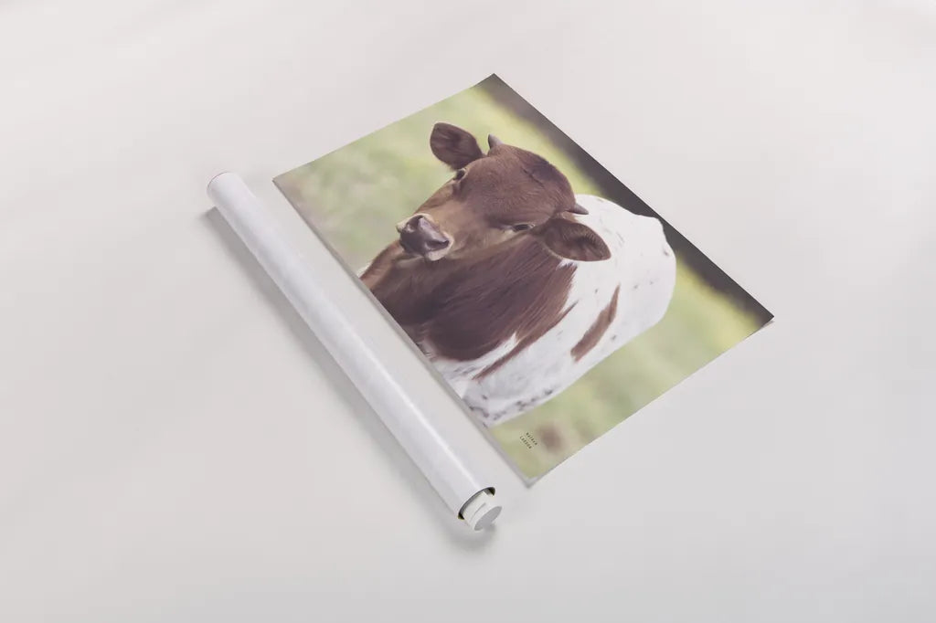 Little Longhorn by Nathan Larson. shown as a rolled paper print. Available as archival giclee rolled canvas, fine art paper, or poster print. SKU 92466i.