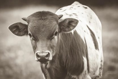 Little Longhorn Sepia by Nathan Larson. SKU 92467i. Archival Giclee Fine art print for wall decor.