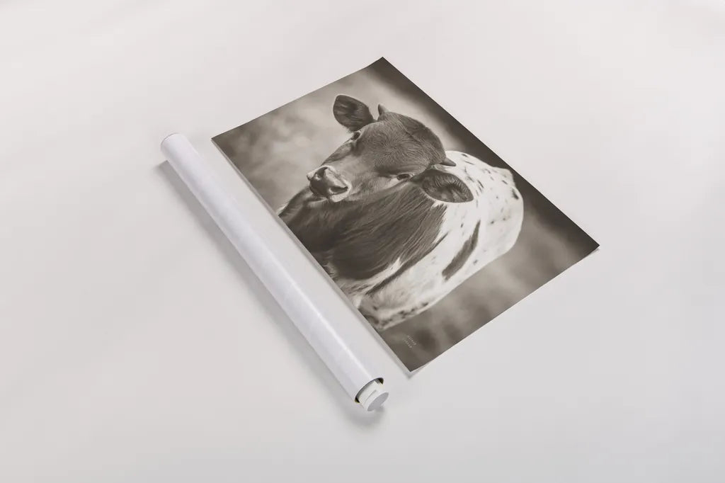 Little Longhorn Sepia by Nathan Larson. shown as a rolled paper print. Available as archival giclee rolled canvas, fine art paper, or poster print. SKU 92467i.