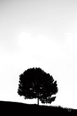 Lone Tree Hill by Nathan Larson. SKU 71172h. Archival Giclee Fine art print for wall decor.