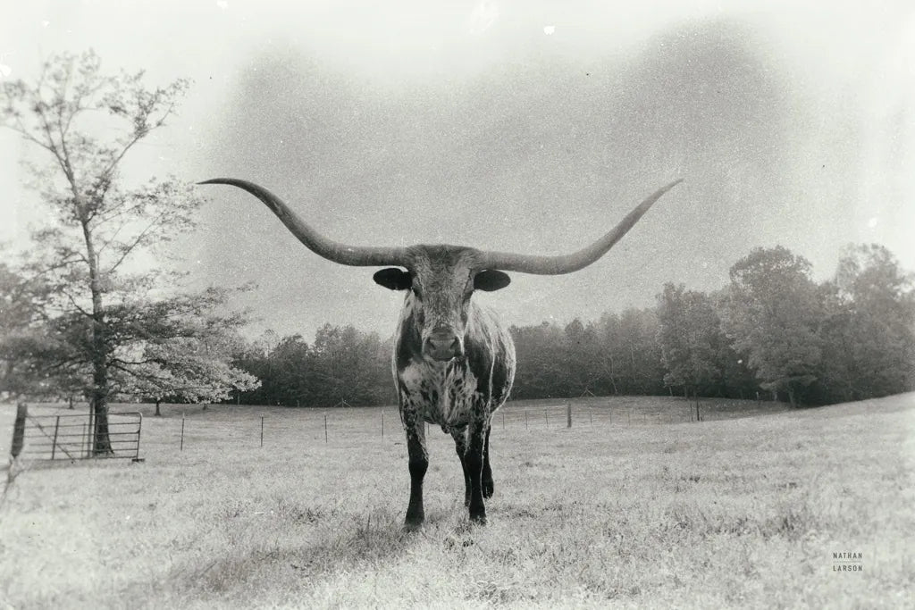 Longhorn Backlit Aged by Nathan Larson. SKU 91373i. Archival Giclee Fine art print for wall decor.