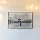 Longhorn Backlit Aged by Nathan Larson. shown as a paper print in a black flame. Available as a archival giclee rolled canvas, fine art paper, or poster print. SKU 91373i.