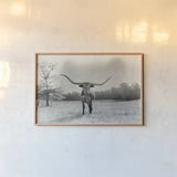 Longhorn Backlit Aged by Nathan Larson. shown as a paper print in a natural frame. Available as a archival giclee rolled canvas, fine art paper, or poster print. SKU 91373i.