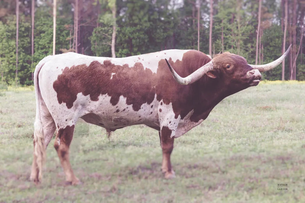 Longhorn Bull by Nathan Larson. SKU 93353i. Archival Giclee Fine art print for wall decor.