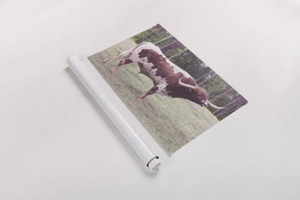 Longhorn Bull by Nathan Larson. shown as a rolled paper print. Available as archival giclee rolled canvas, fine art paper, or poster print. SKU 93353i.