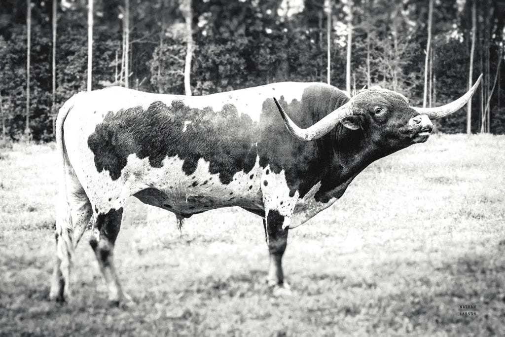 Longhorn Bull BW by Nathan Larson. SKU 93354i. Archival Giclee Fine art print for wall decor.