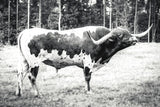 Longhorn Bull BW by Nathan Larson. SKU 93354i. Archival Giclee Fine art print for wall decor.