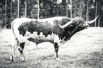 Longhorn Bull BW by Nathan Larson. SKU 93354i. Archival Giclee Fine art print for wall decor.