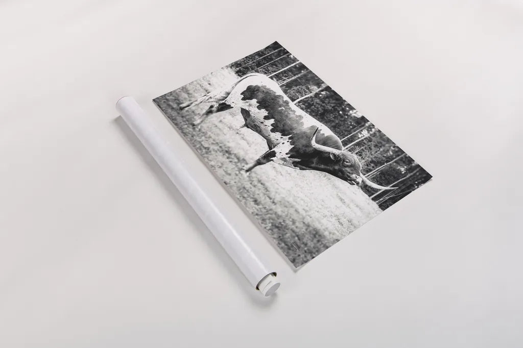 Longhorn Bull BW by Nathan Larson. shown as a rolled paper print. Available as archival giclee rolled canvas, fine art paper, or poster print. SKU 93354i.