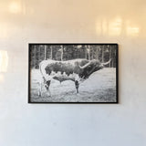 Longhorn Bull BW by Nathan Larson. shown as a paper print in a black flame. Available as a archival giclee rolled canvas, fine art paper, or poster print. SKU 93354i.