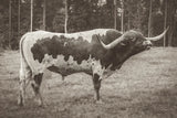 Longhorn Bull Sepia by Nathan Larson. SKU 93355i. Archival Giclee Fine art print for wall decor.