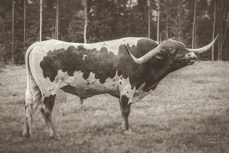 Longhorn Bull Sepia by Nathan Larson. SKU 93355i. Archival Giclee Fine art print for wall decor.