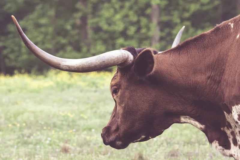 Longhorn Evening by Nathan Larson. SKU 91378i. Archival Giclee Fine art print for wall decor.