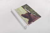 Longhorn Evening by Nathan Larson. shown as a rolled paper print. Available as archival giclee rolled canvas, fine art paper, or poster print. SKU 91378i.