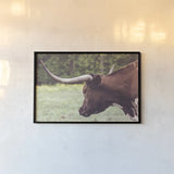 Longhorn Evening by Nathan Larson. shown as a paper print in a black flame. Available as a archival giclee rolled canvas, fine art paper, or poster print. SKU 91378i.