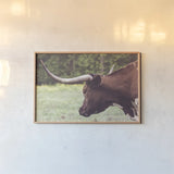 Longhorn Evening by Nathan Larson. shown as a paper print in a natural frame. Available as a archival giclee rolled canvas, fine art paper, or poster print. SKU 91378i.