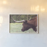 Longhorn Evening by Nathan Larson. shown as a paper print in a white frame. Available as a archival giclee rolled canvas, fine art paper, or poster print. SKU 91378i.