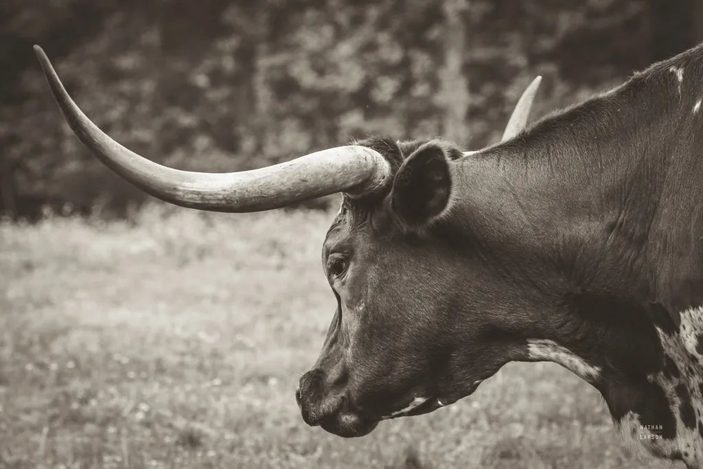 Longhorn Evening Sepia by Nathan Larson. SKU 91379i. Archival Giclee Fine art print for wall decor.