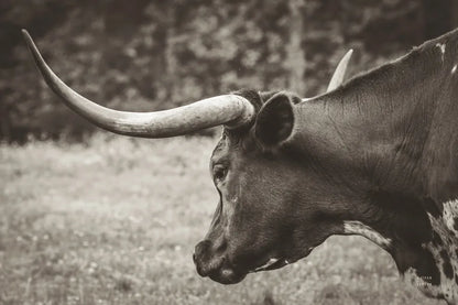 Longhorn Evening Sepia by Nathan Larson. SKU 91379i. Archival Giclee Fine art print for wall decor.
