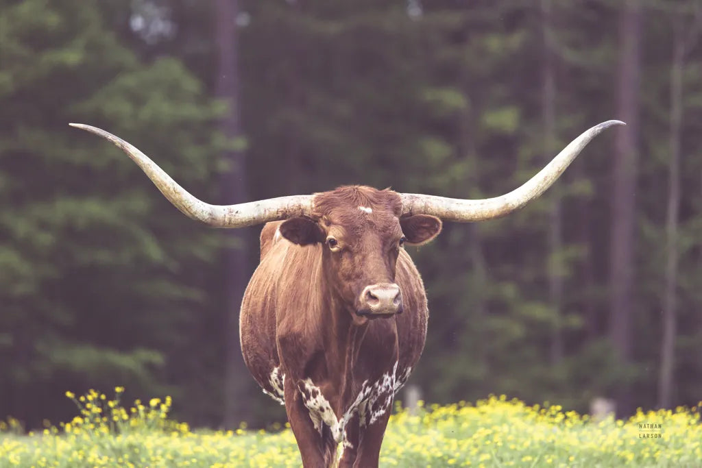 Longhorn Flowers by Nathan Larson. SKU 91518i. Archival Giclee Fine art print for wall decor.
