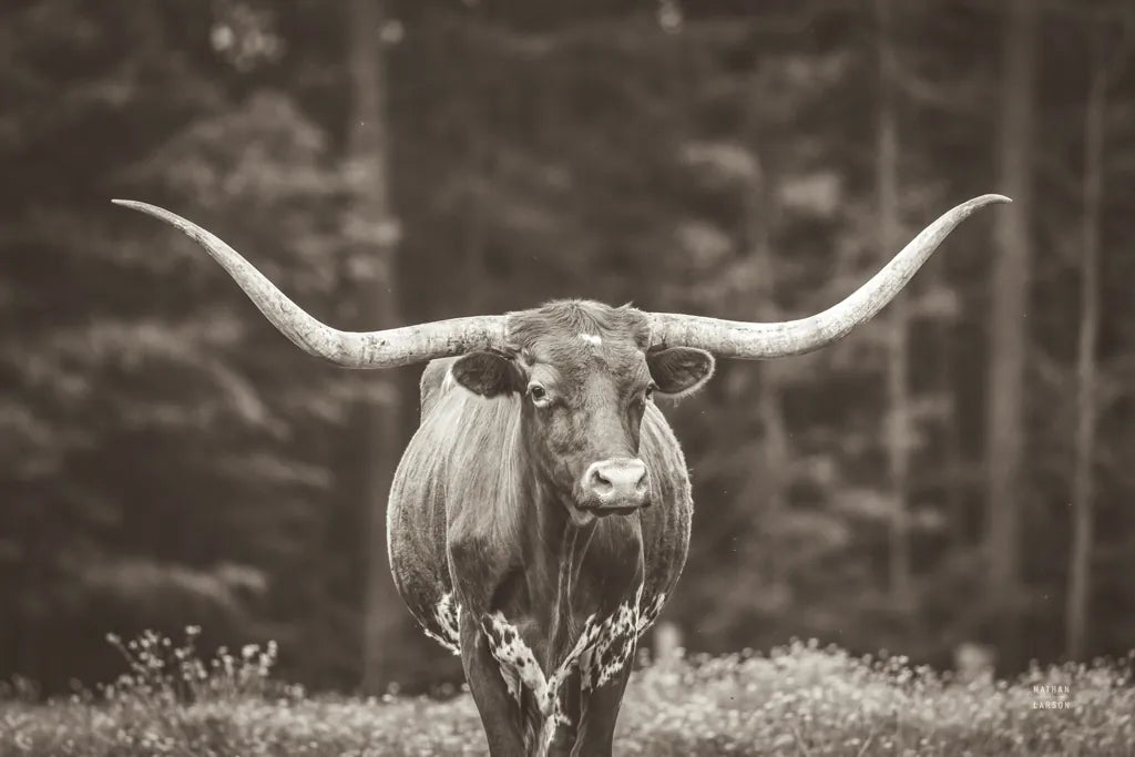 Longhorn Flowers Sepia by Nathan Larson. SKU 91519i. Archival Giclee Fine art print for wall decor.