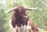 Longhorn Gaze I by Nathan Larson. SKU 91371i. Archival Giclee Fine art print for wall decor.