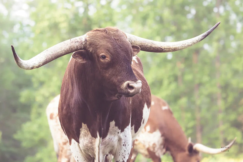 Longhorn Gaze I by Nathan Larson. SKU 91371i. Archival Giclee Fine art print for wall decor.