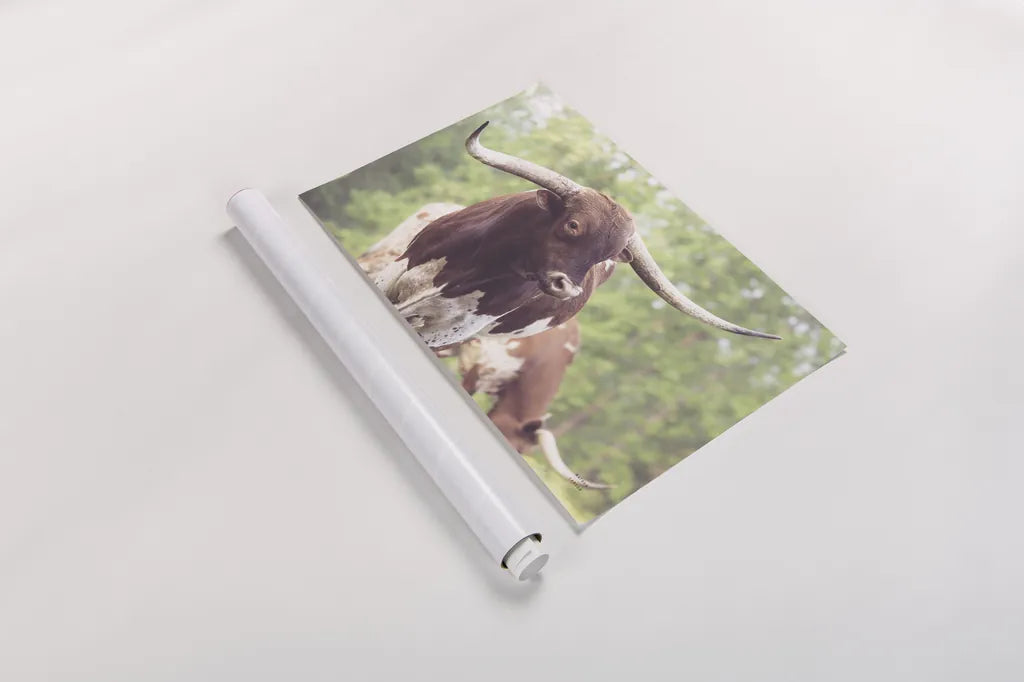 Longhorn Gaze I by Nathan Larson. shown as a rolled paper print. Available as archival giclee rolled canvas, fine art paper, or poster print. SKU 91371i.