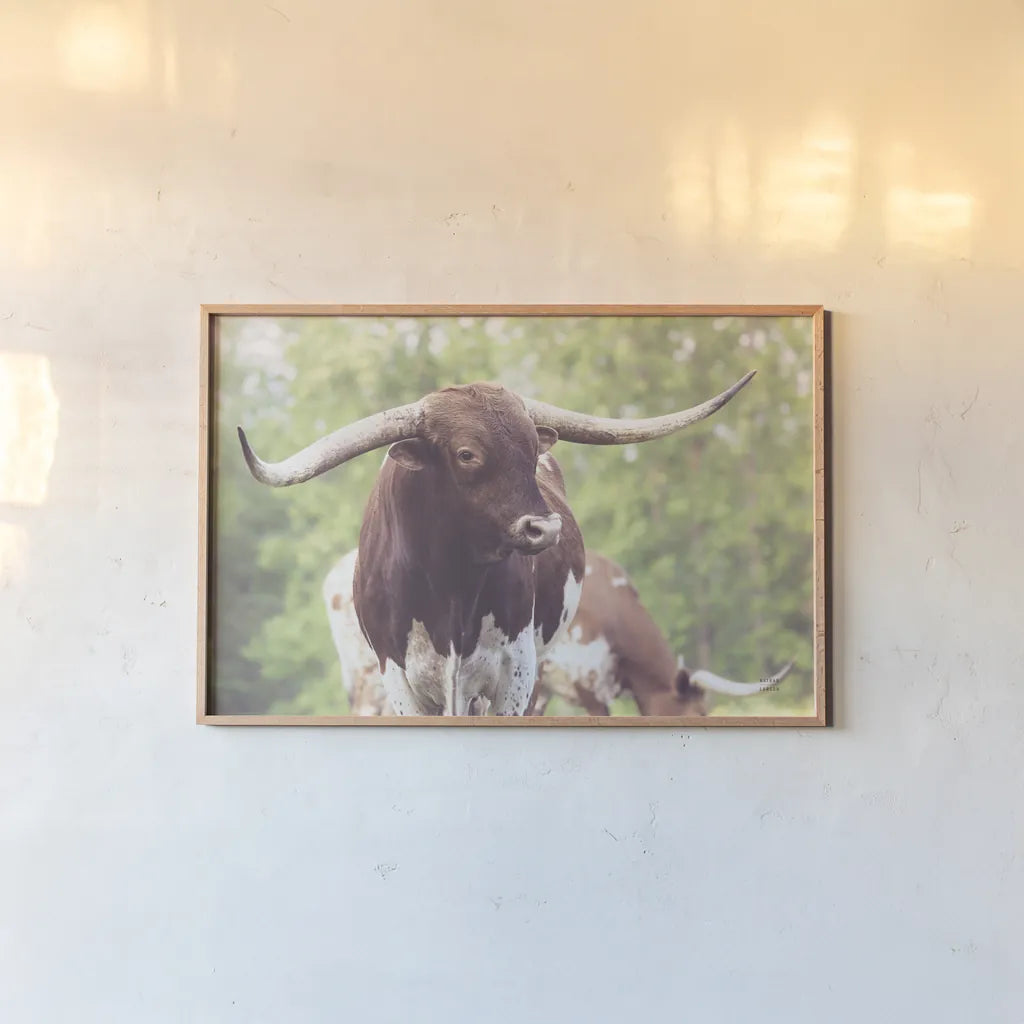 Longhorn Gaze I by Nathan Larson. shown as a paper print in a natural frame. Available as a archival giclee rolled canvas, fine art paper, or poster print. SKU 91371i.