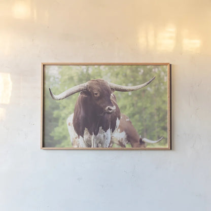 Longhorn Gaze I by Nathan Larson. shown as a paper print in a natural frame. Available as a archival giclee rolled canvas, fine art paper, or poster print. SKU 91371i.