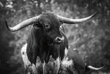 Longhorn Gaze I BW by Nathan Larson. SKU 91372i. Archival Giclee Fine art print for wall decor.