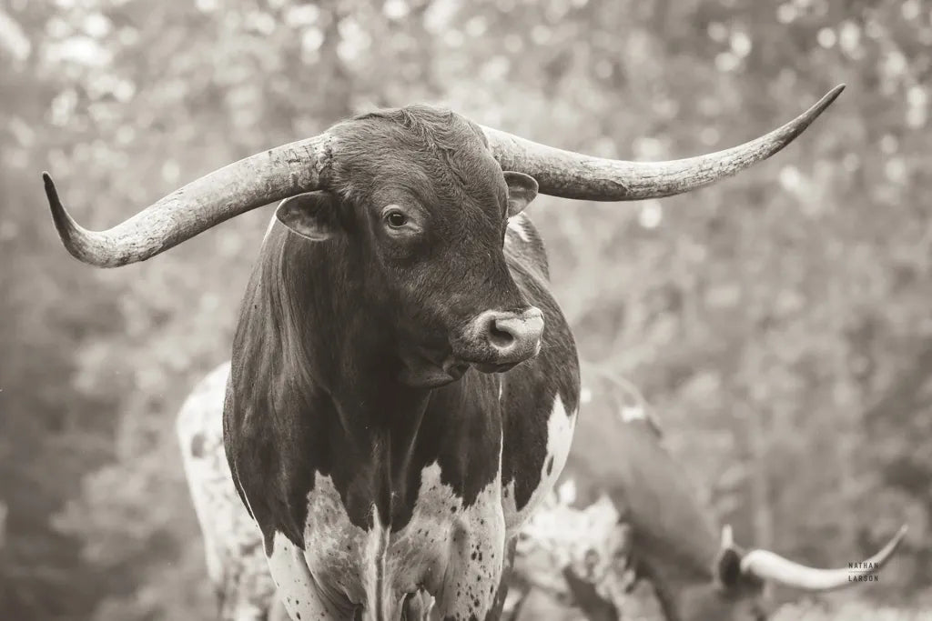 Longhorn Gaze I Sepia by Nathan Larson. SKU 91533i. Archival Giclee Fine art print for wall decor.