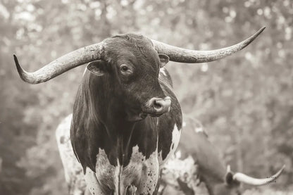 Longhorn Gaze I Sepia by Nathan Larson. SKU 91533i. Archival Giclee Fine art print for wall decor.