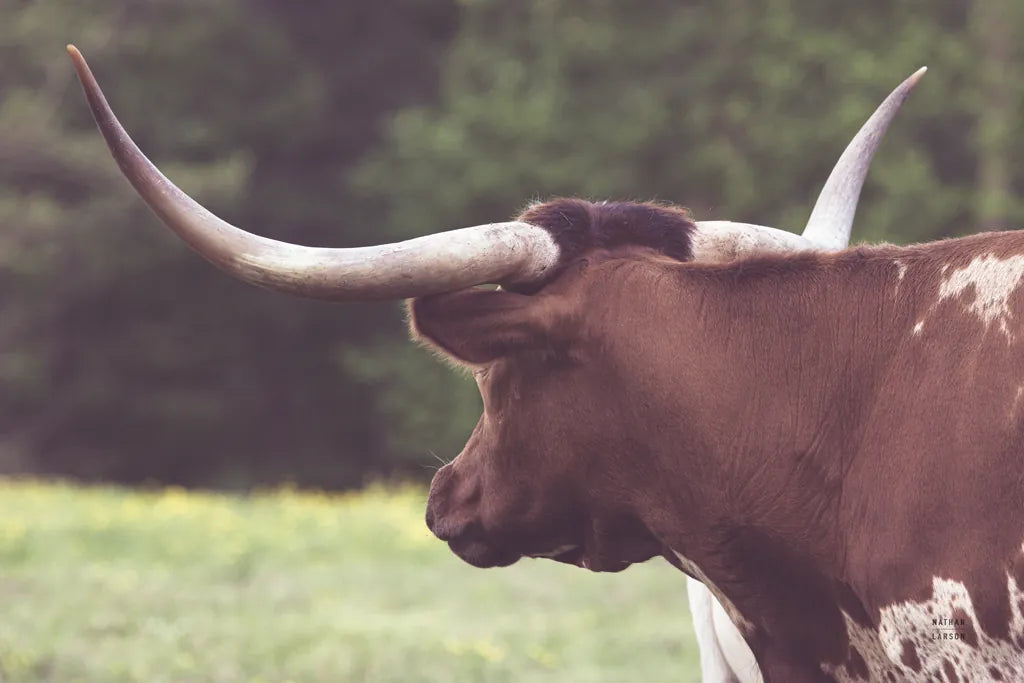 Longhorn Gaze II by Nathan Larson. SKU 91531i. Archival Giclee Fine art print for wall decor.