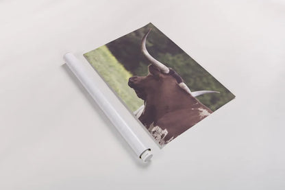 Longhorn Gaze II by Nathan Larson. shown as a rolled paper print. Available as archival giclee rolled canvas, fine art paper, or poster print. SKU 91531i.