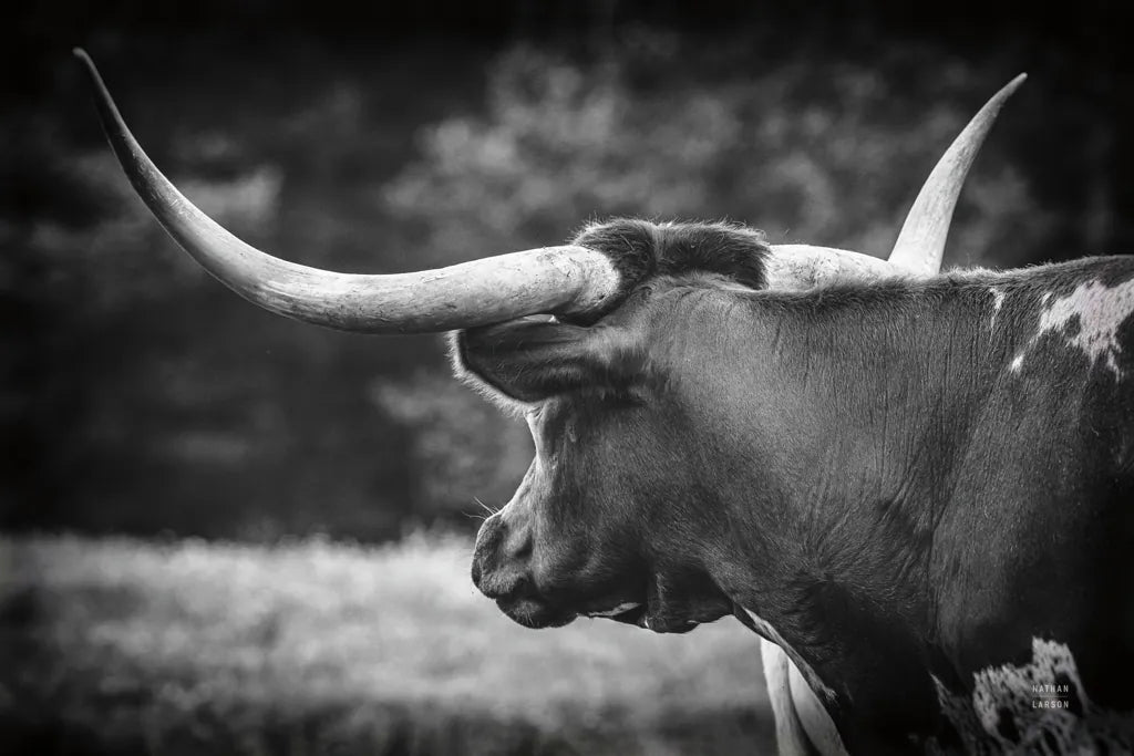 Longhorn Gaze II BW by Nathan Larson. SKU 91532i. Archival Giclee Fine art print for wall decor.