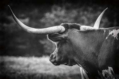 Longhorn Gaze II BW by Nathan Larson. SKU 91532i. Archival Giclee Fine art print for wall decor.