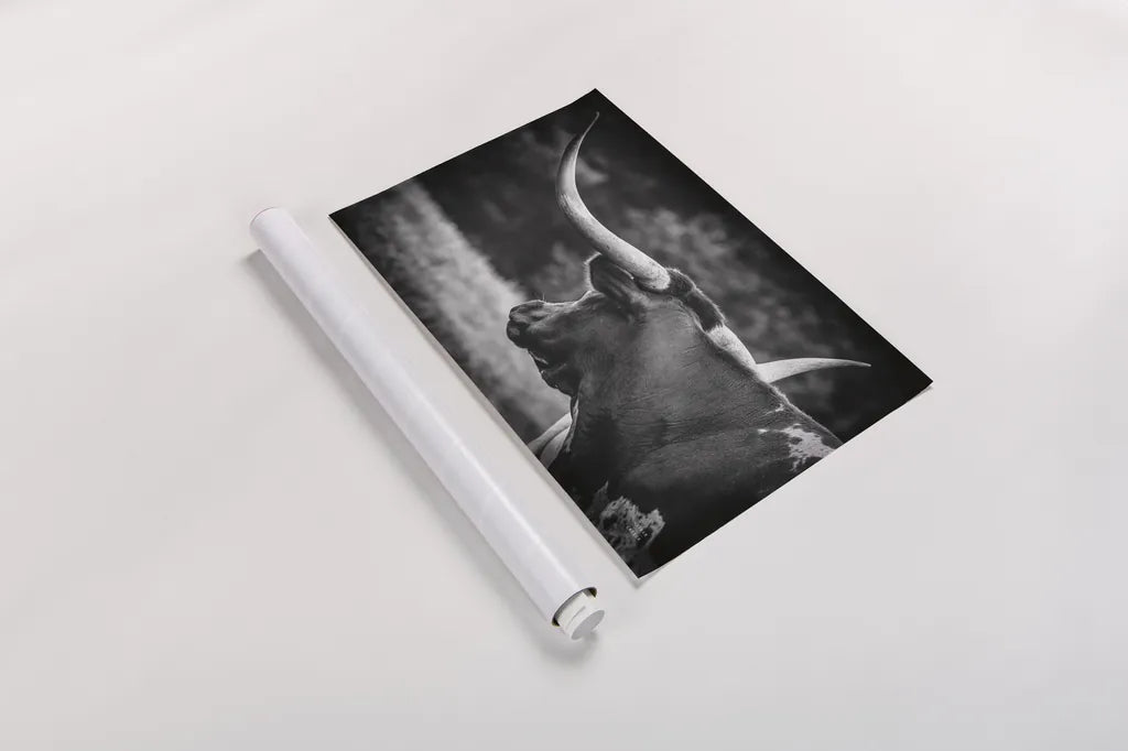 Longhorn Gaze II BW by Nathan Larson. shown as a rolled paper print. Available as archival giclee rolled canvas, fine art paper, or poster print. SKU 91532i.
