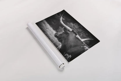 Longhorn Gaze II BW by Nathan Larson. shown as a rolled paper print. Available as archival giclee rolled canvas, fine art paper, or poster print. SKU 91532i.