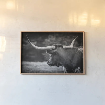 Longhorn Gaze II BW by Nathan Larson. shown as a paper print in a natural frame. Available as a archival giclee rolled canvas, fine art paper, or poster print. SKU 91532i.