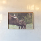 Longhorn Kiss by Nathan Larson. shown as a paper print in a natural frame. Available as a archival giclee rolled canvas, fine art paper, or poster print. SKU 91376i.