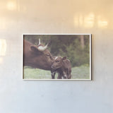 Longhorn Kiss by Nathan Larson. shown as a paper print in a white frame. Available as a archival giclee rolled canvas, fine art paper, or poster print. SKU 91376i.