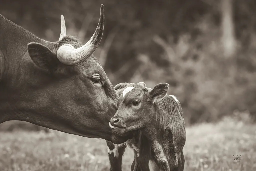 Longhorn Kiss Sepia by Nathan Larson. SKU 91377i. Archival Giclee Fine art print for wall decor.
